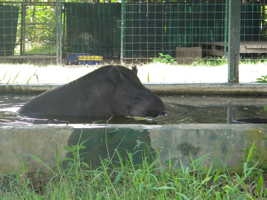 動物園にいた水浴び中のバク 動物園にいた水浴び中のバク