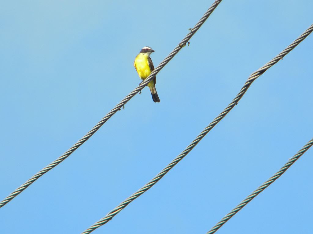 ガイアナの鳥(1) 最も良く見かけた鳥 ガイアナの鳥(1) 最も良く見かけた鳥