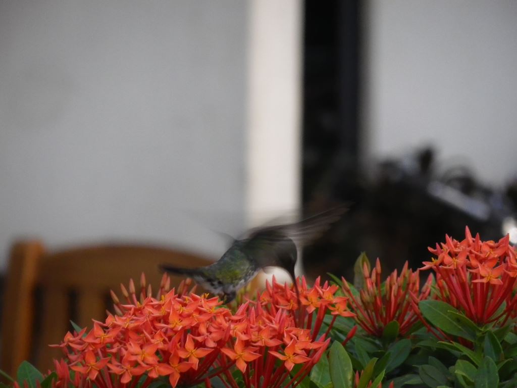 ガイアナの鳥(5) 花の蜜を吸うハチドリ ガイアナの鳥(5) 花の蜜を吸うハチドリ