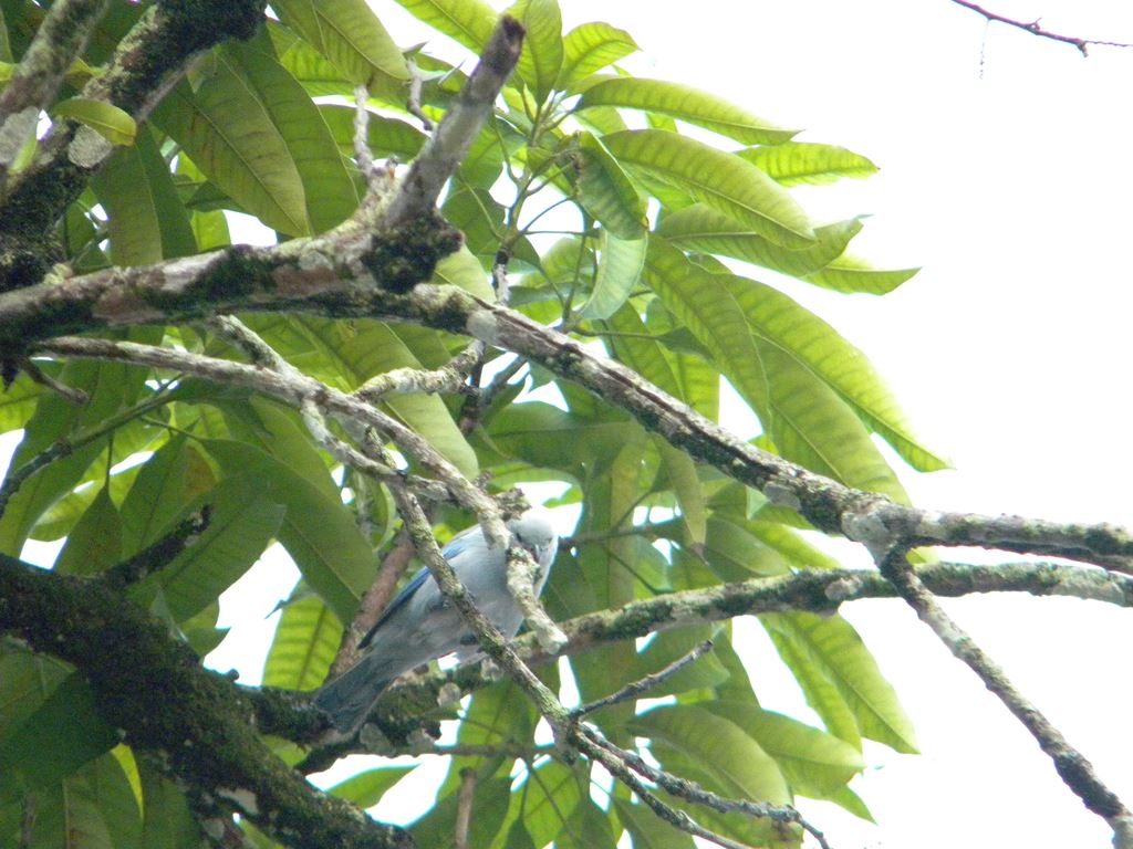 ガイアナの鳥(10) きれいな青い羽の鳥 ガイアナの鳥(10) きれいな青い羽の鳥
