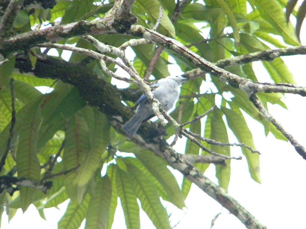 ガイアナの鳥(11) きれいな青い羽の鳥 ガイアナの鳥(11) きれいな青い羽の鳥