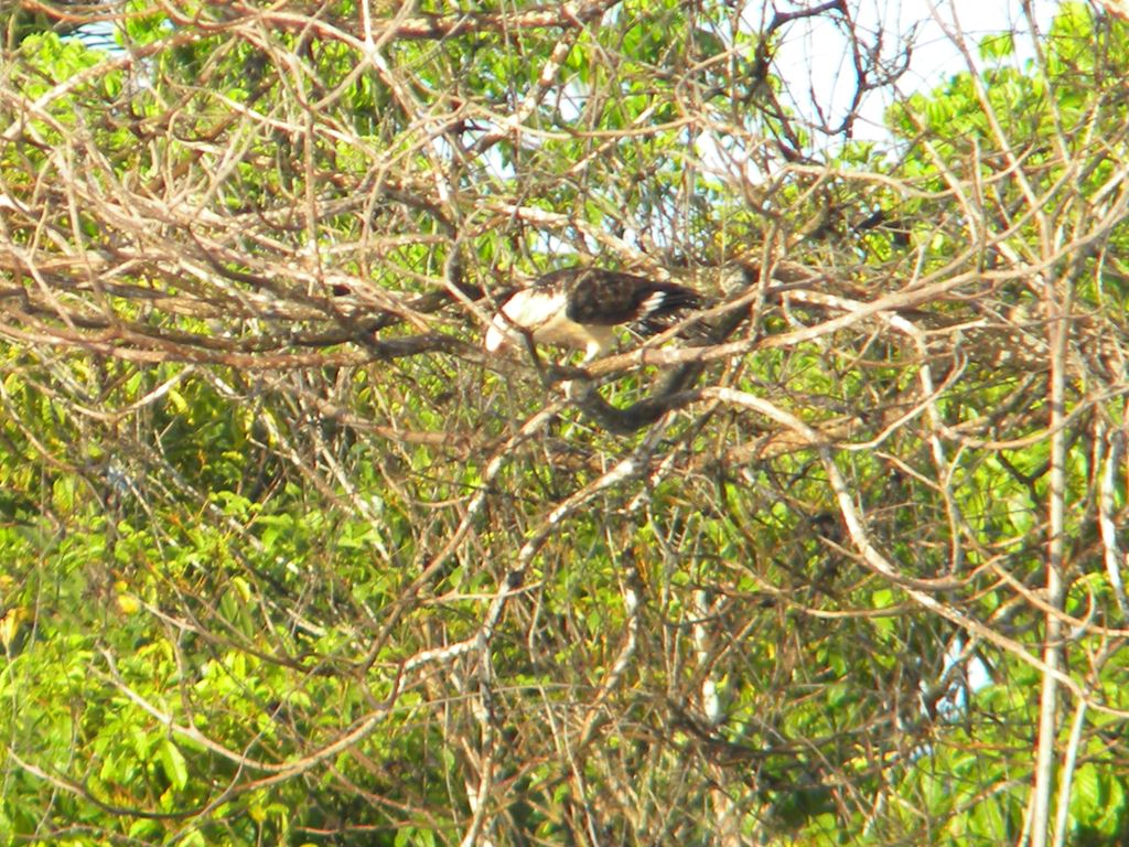ガイアナの鳥(12) 猛禽類 ハヤブサ? ガイアナの鳥(12) 猛禽類 ハヤブサ?