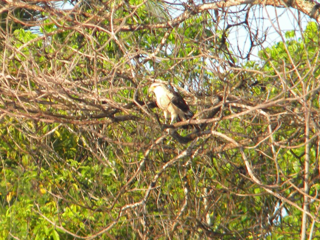 ガイアナの鳥(12) 猛禽類 ハヤブサ? ガイアナの鳥(12) 猛禽類 ハヤブサ?
