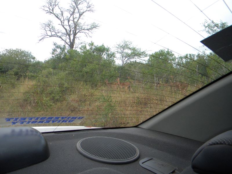 Sitekiへの途中、インパラの群れに遭遇 Sitekiへの途中、インパラの群れに遭遇